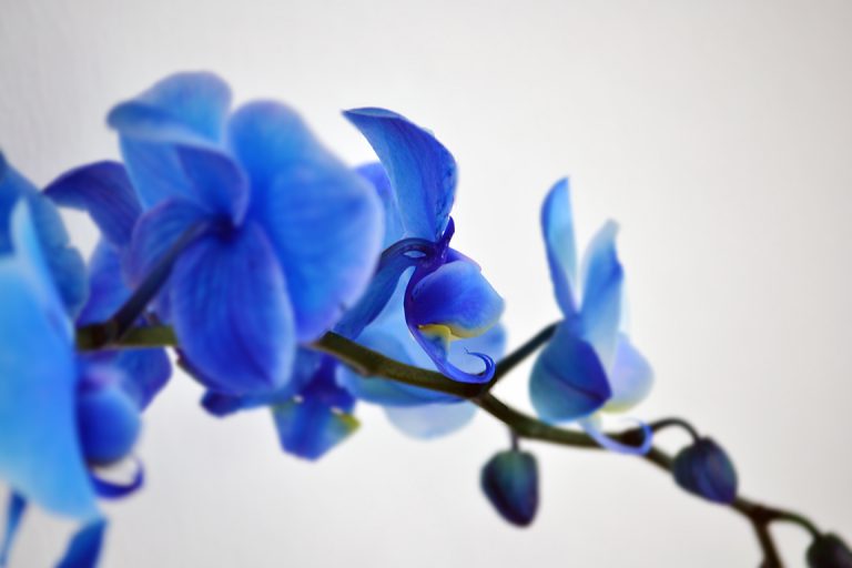 Afbeelding Royal Blue Orchidee