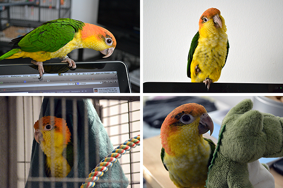 Afbeelding collage van Mango de papegaai