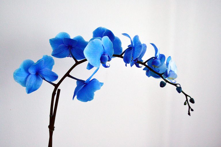 Aanvulling benzine Besnoeiing Happiness: Royal Blue Orchidee - Monsieur Mango