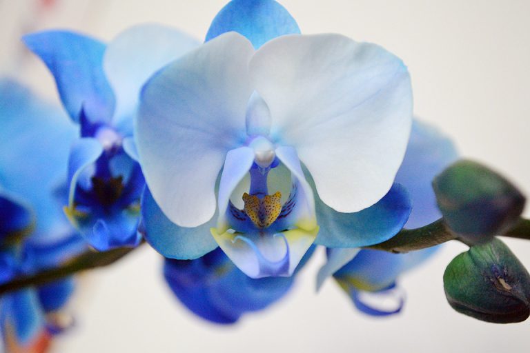 Afbeelding Royal Blue Orchidee