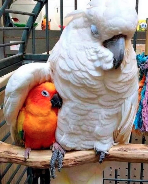 Afbeelding papegaaien knuffel