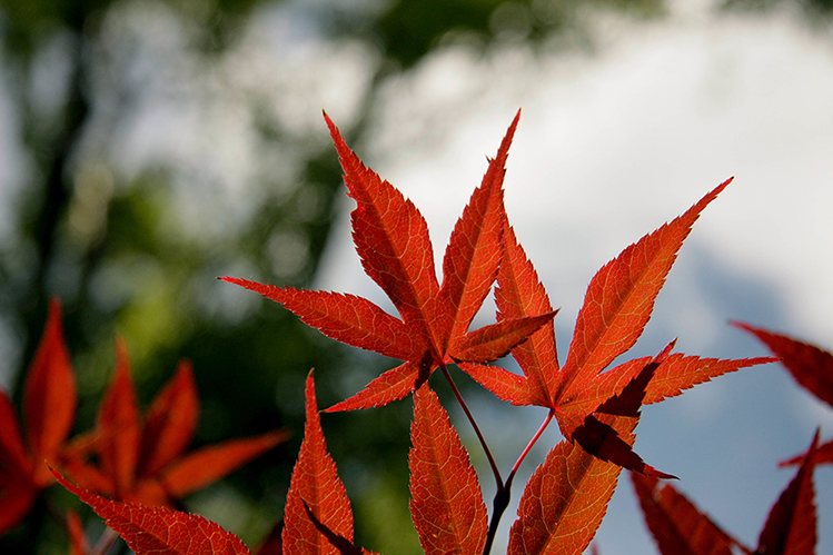 Afbeelding herfst bladeren