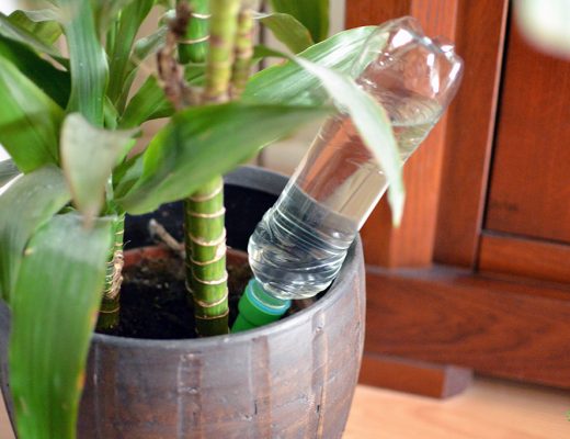Afbeelding planten watergeven met een plantentuitje