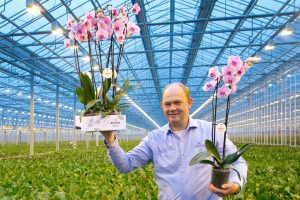 Afbeelding gekweekte orchidee van Stolk Flora