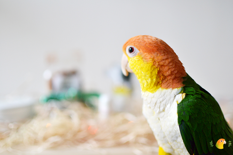 Afbeelding Monsieur Mango kijkt naar de kerstlichtjes van Erica Kruiderijen