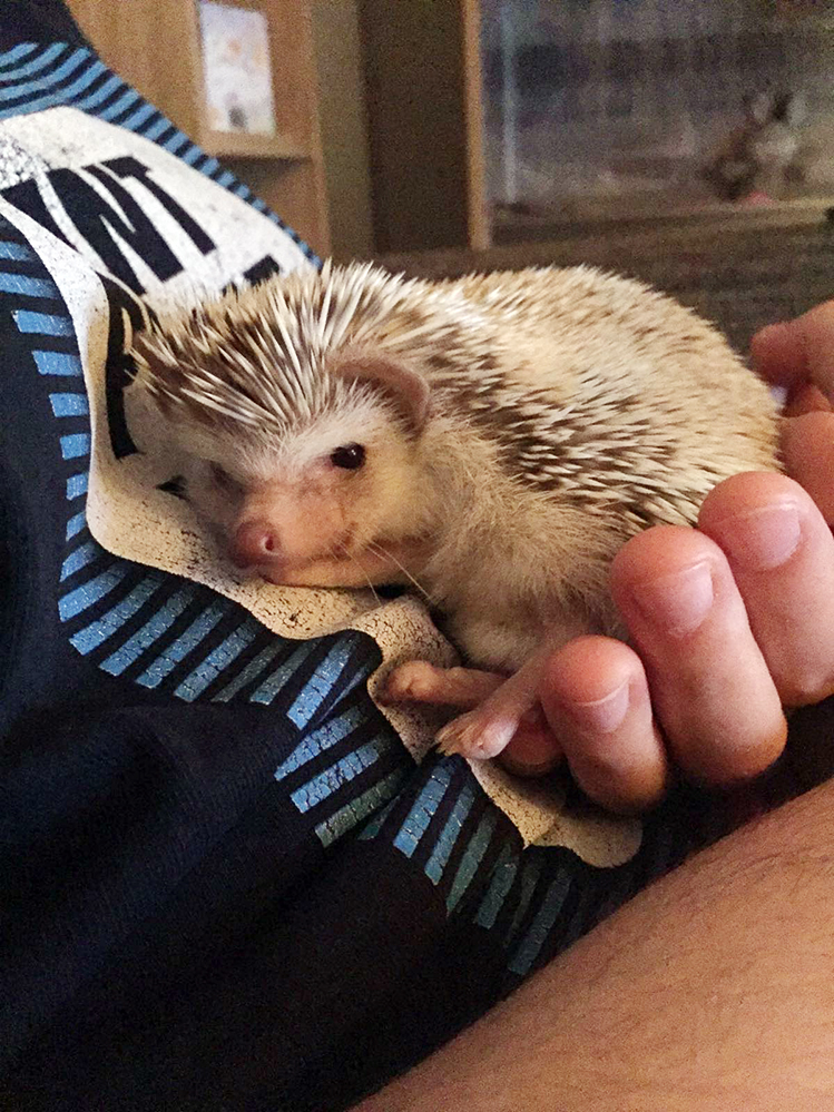 Afbeelding een egel als huisdier #2: Hazel lekker aan het chillen