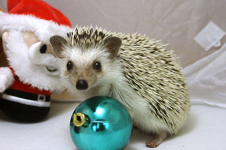 Afbeelding een egel als huisdier #2: Daisy tijdens kerstfotoshoot