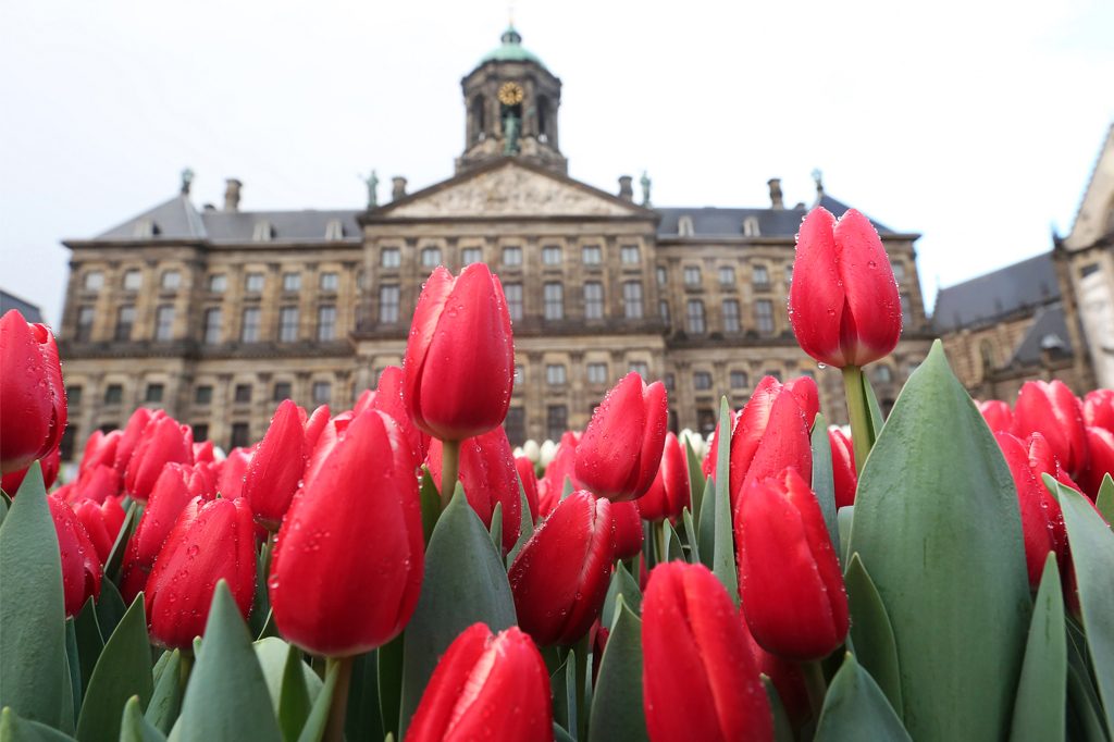 Afbeelding tulpen plukken tijdens tulpenseizoen