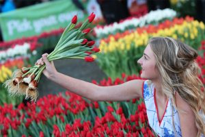 Afbeelding tulpenseizoen tulpen plukken op de Dam