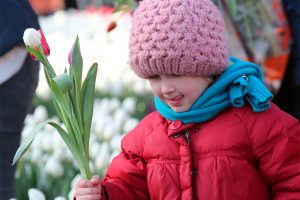 Afbeelding tulpen plukken tijdens tulpenseizoen