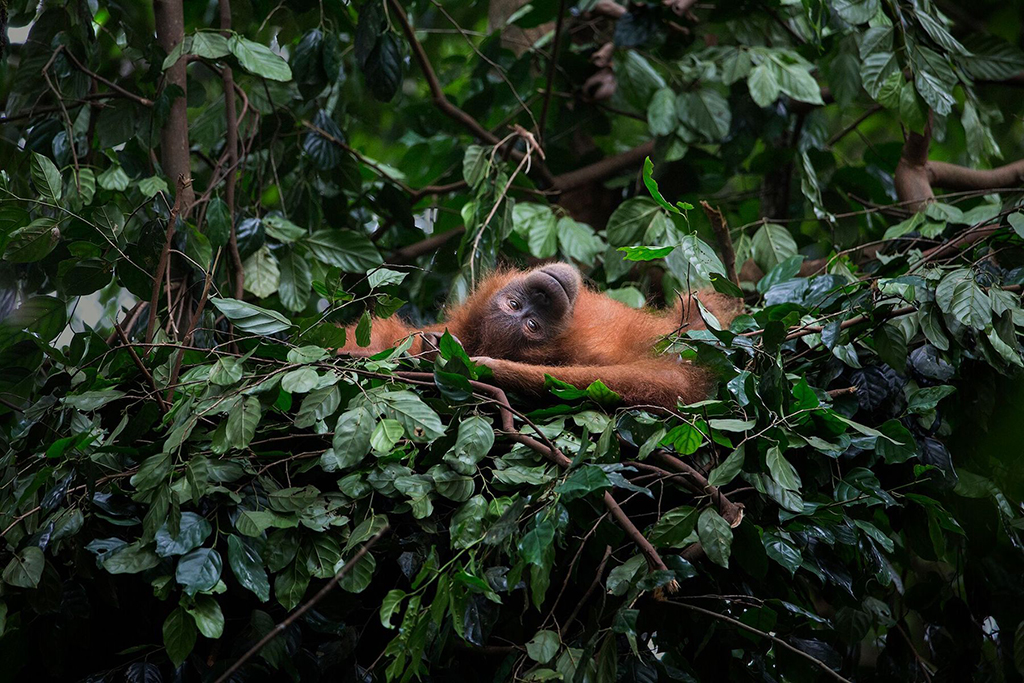 LUSH | Koop Orangutan zeep en red een orang-oetan