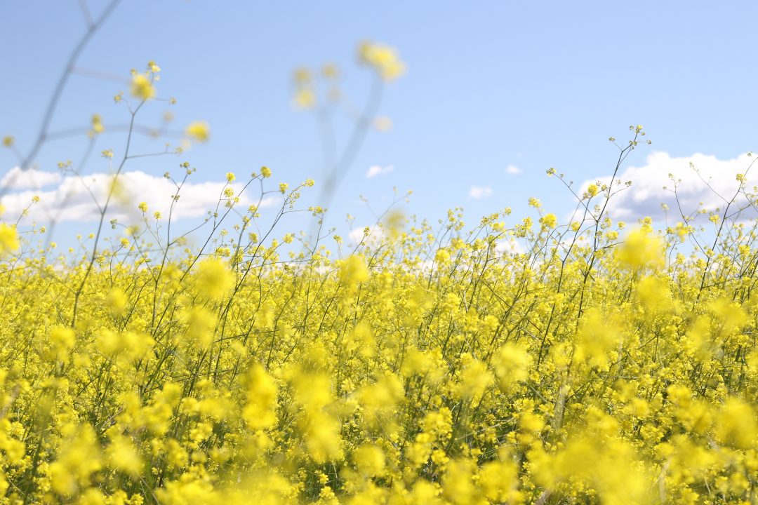 Afbeelding veld met wilde gele bloemen