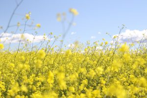 Afbeelding veld met wilde gele bloemen