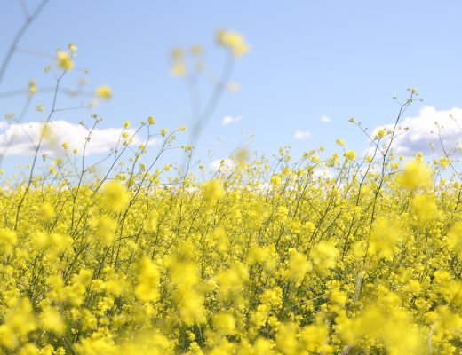 Afbeelding veld met wilde gele bloemen