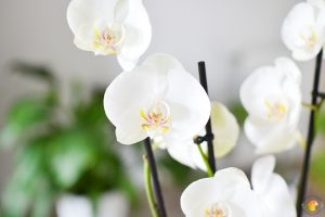Phalaenopsis White World close-up
