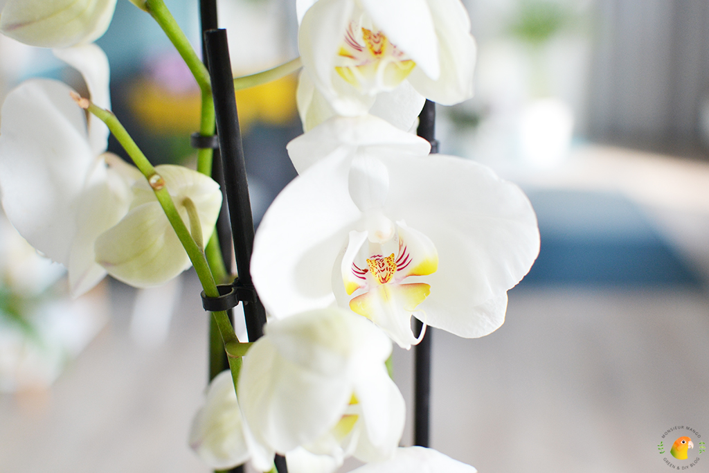 Witte orchidee Phalaenopsis White World